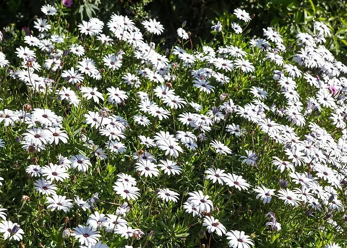 Flh Da House With Terrace * Luz